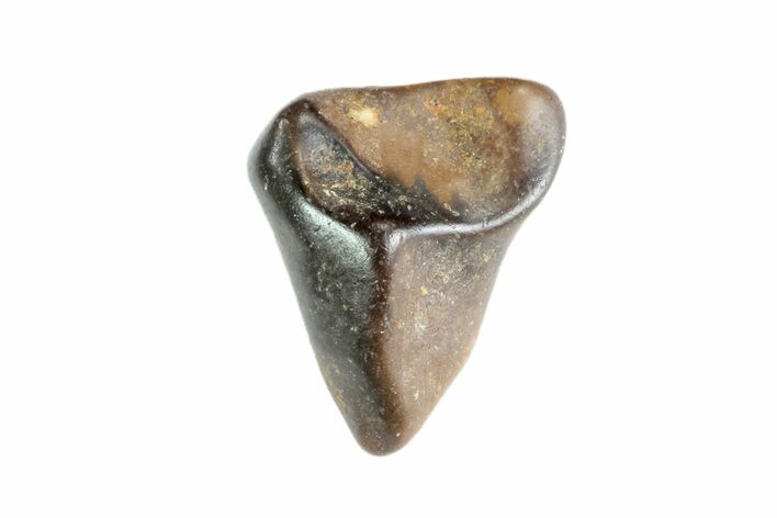 Partial Triceratops Shed Tooth - Montana #72494